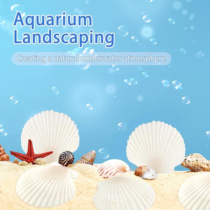 20 PCS Natural Scallop Shells for Crafts, 3 Inch White Seashell Decor for Home - Image 9