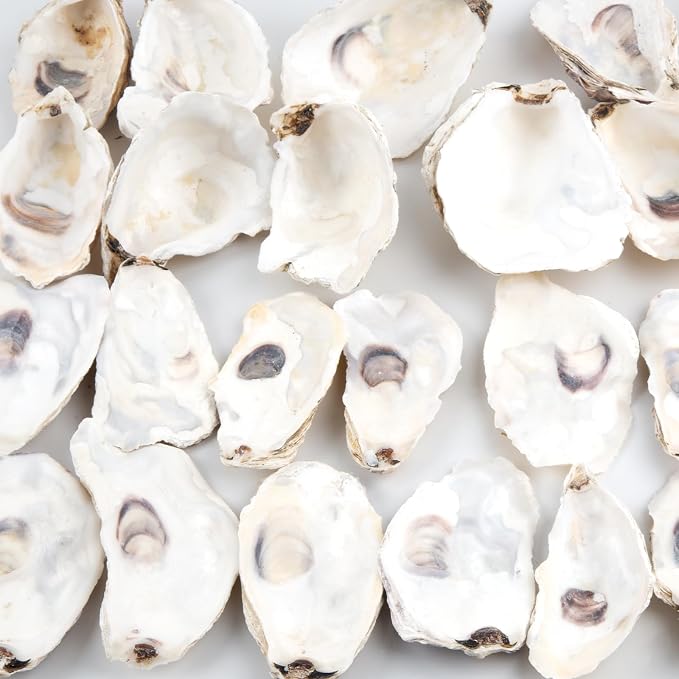 QEQEKAKA 30PCS Oyster Shells Flat & Concave 3"-4" Medium Oyster Shells - Image 7