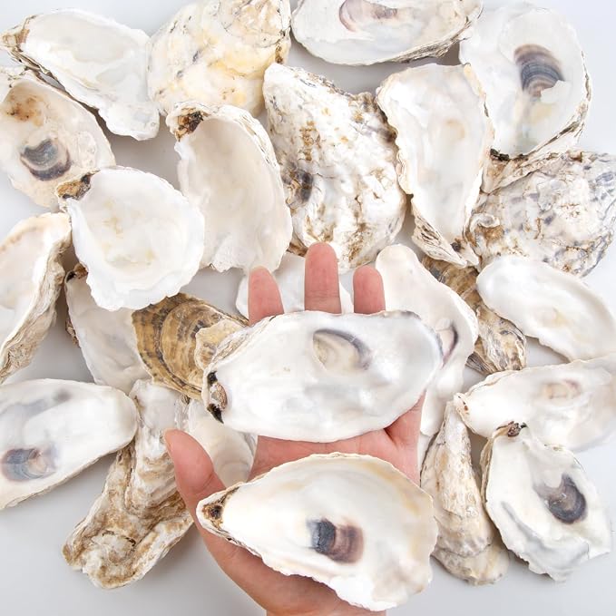 QEQEKAKA 30PCS Oyster Shells Flat & Concave 4"-5" Large Oyster Shells - Image 5