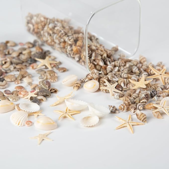 1300 PCS Small Seashells for Crafts, Tiny Mixed Sea Shells - Image 4
