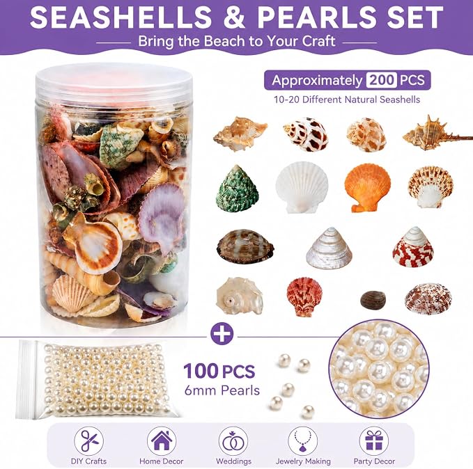 JSPYFITS Sea Shells Mixed Beach Seashells 15 Kinds 1.2"-3.5" Various Sizes - Image 2