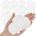 25PCS Natural Scallop Shells White Sea Shells from Sea Beach, Real Seashells by WeDoSoy