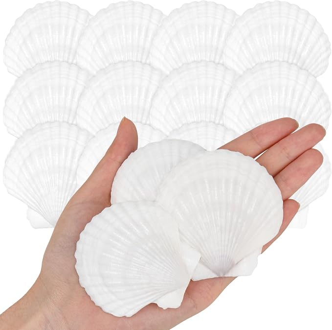 25PCS Natural Scallop Shells White Sea Shells from Sea Beach, Real Seashells by WeDoSoy