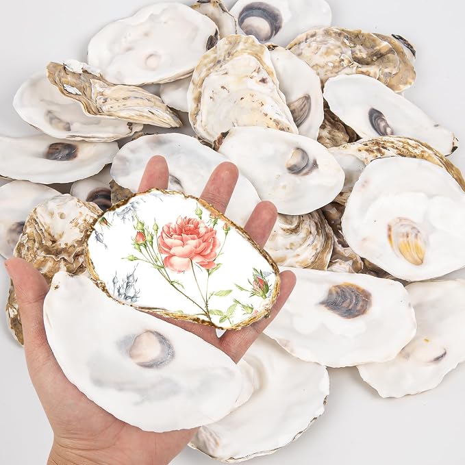 QICQDRAM 20PCS Flat Oyster Shells 4"-5" Large Oyster Shells by QICQDRAM