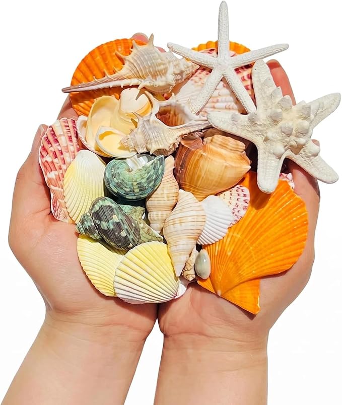 70+ Pcs 16 Kinds Natural Assorted Seashells 1.2"-3.5" - Image 3