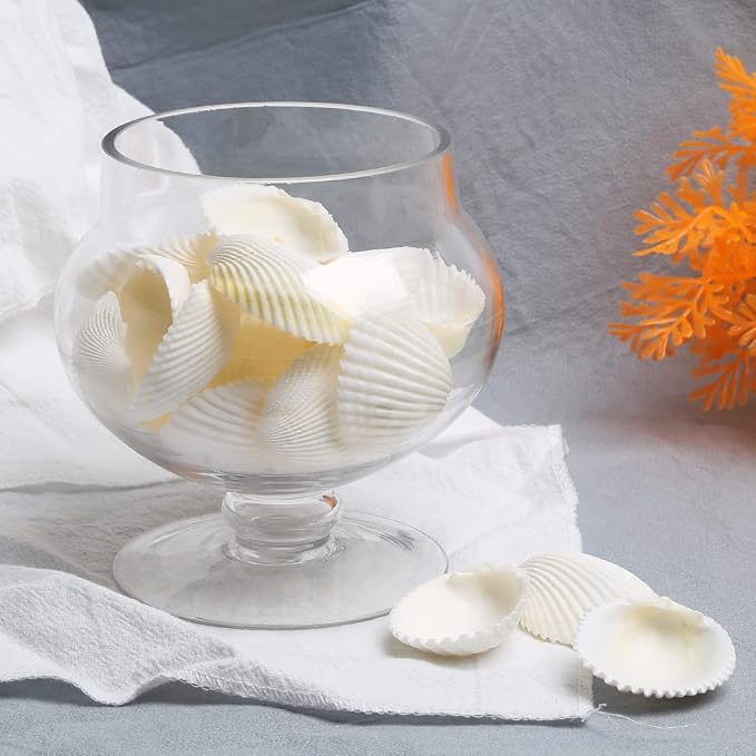 QEQEKAKA 30PCS Sea Shells for Crafts1.5''-2'' White Small Seashells Clam - Image 4