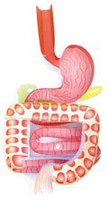 NewPath Digestive System 3-D Paper Model Making Kit by NewPathLearning