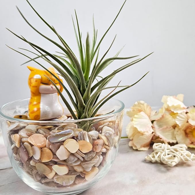 Natural Crushed Shells Chips Irregular Mother of Pearl Seashell Fragments Sea - Image 3