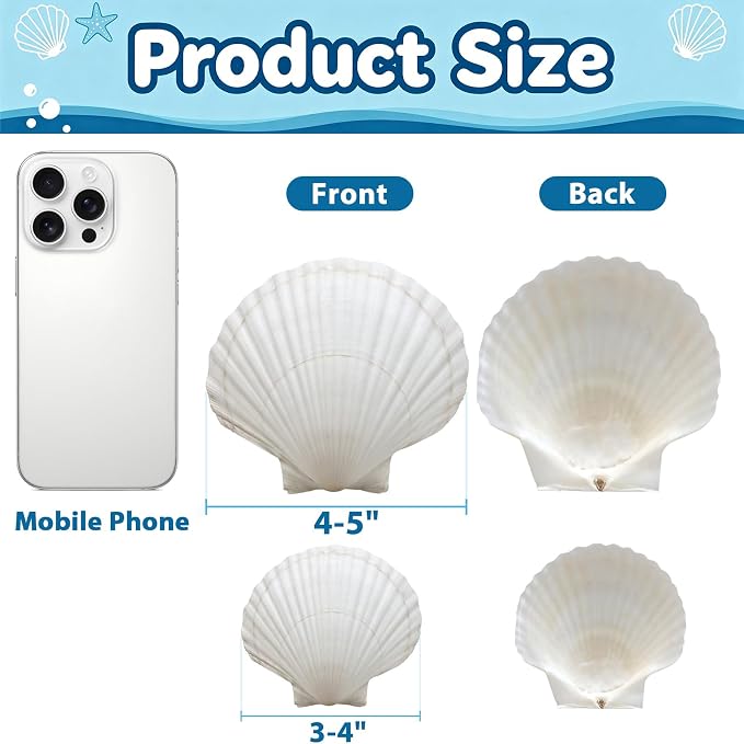 20PCS Large Natural Scallop Shells 4-5 Inch White - Image 2