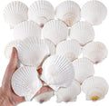 PPCLION 30 PCS 2.5-3 Inch Natural White Scallop Shells Sea Shells by PPCLION