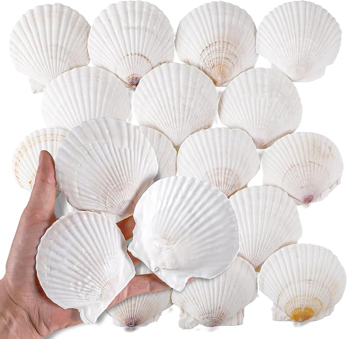 PPCLION 30 PCS 2.5-3 Inch Natural White Scallop Shells Sea Shells by PPCLION