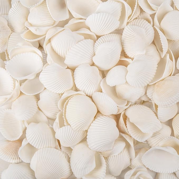 Natural Tiny Sea Shells Small White Clam Shells by WeDoSoy