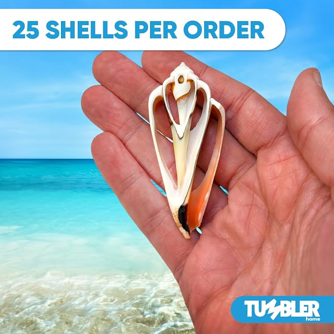 Sea Shells for Crafting, jewelry making, decoration, centerpieces, vase filler - Image 2