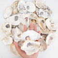QEQEKAKA 30PCS Oyster Shells Flat & Concave 3"-4" Medium Oyster Shells by QEQEKAKA