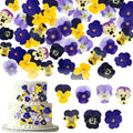 48 Pcs Real Natural Viola Pansy Dried Pressed Flowers by Unknown