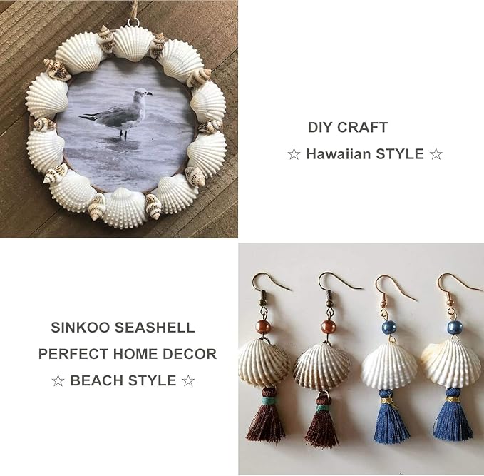 SINKOO Bulk Natural White Small Seashell Clam Super Shells Assortment - Image 6