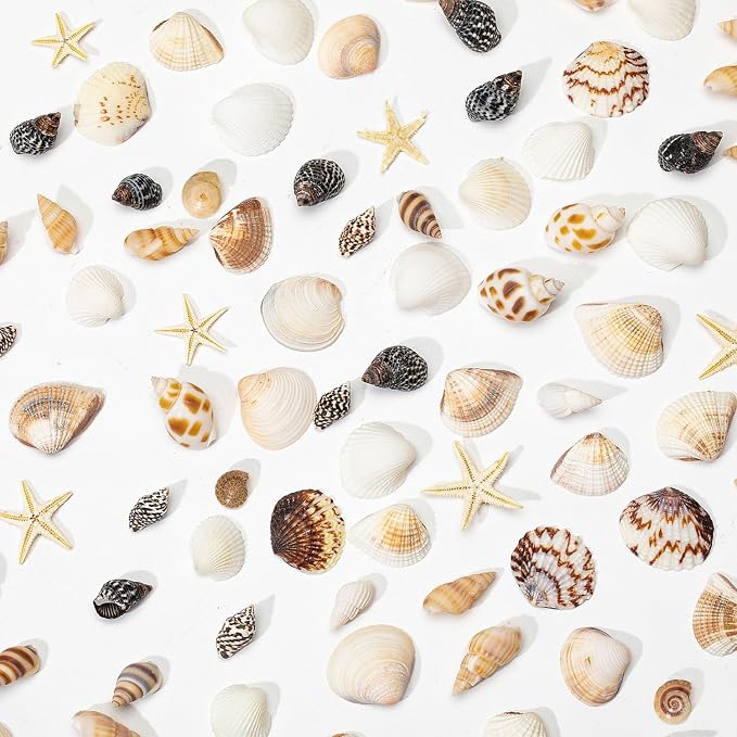 1200 PCS Natural Seashells, Joyfulmap Tiny sea Shells & Small Starfish - Image 4