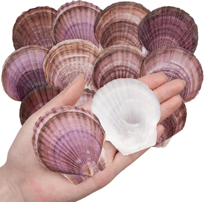 30PCS Natural Scallop Shells Purple Sea Shells, Real Seashells from Beach by WeDoSoy