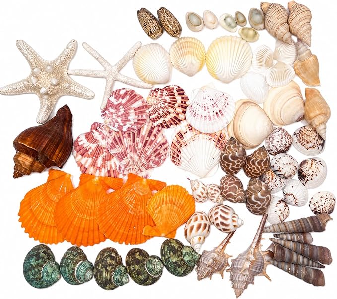 70+ Pcs 16 Kinds Natural Assorted Seashells 1.2"-3.5" - Image 4