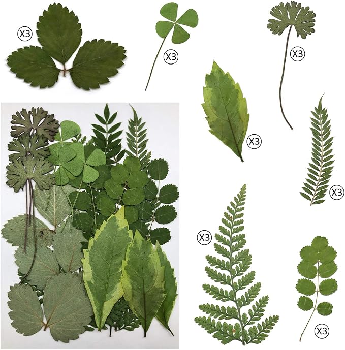 63 Pcs Real Dried Pressed Leaves Natural Dried Leaf - Image 3