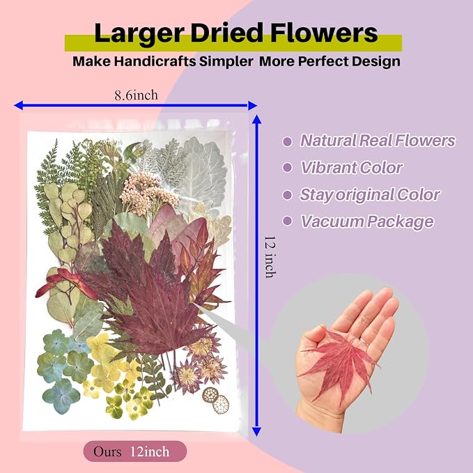 A4 Large Dried Pressed Flowers Red Maple Leaves - Image 2