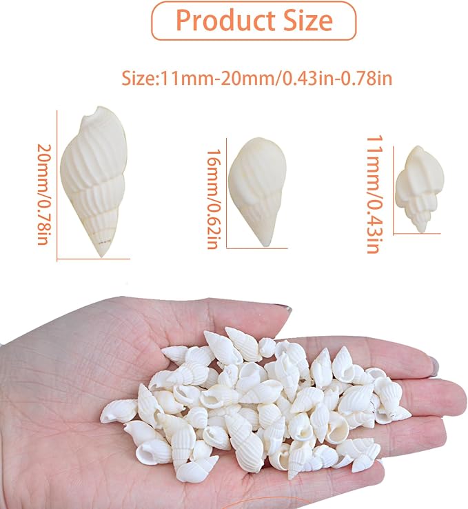 Approx 700pcs Small White Clam Cay Seashells Natural Tiny Sea Shell Mini Spiral - Image 3