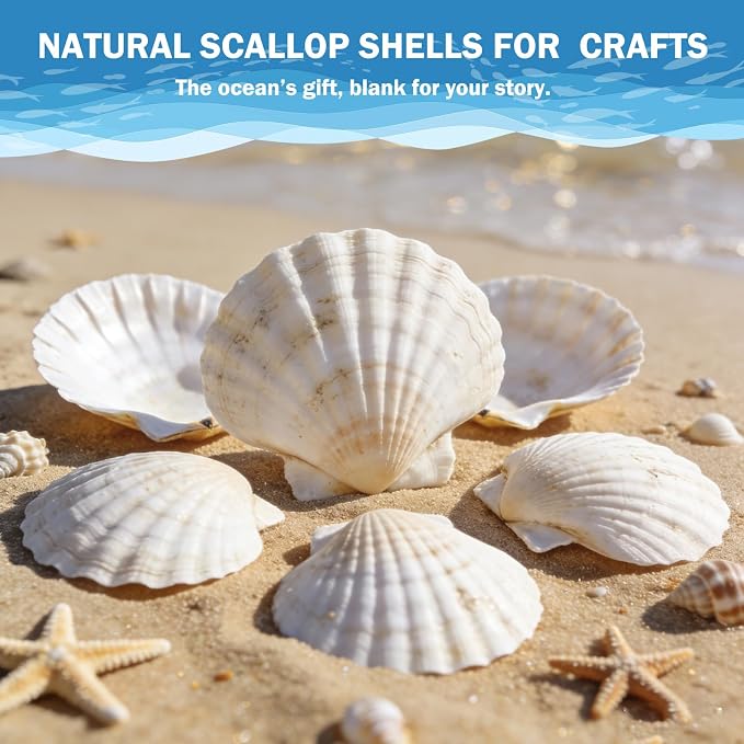 4"-5" 20 PCS Large Scallop Shells - Image 7