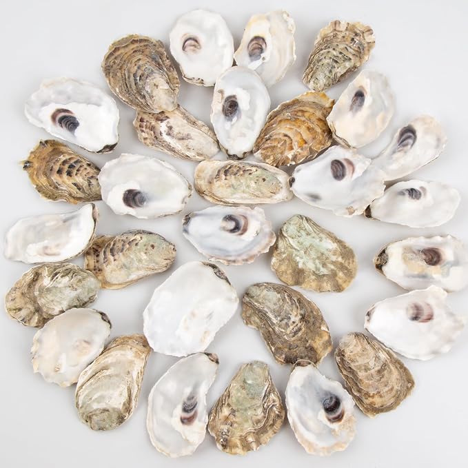 QEQEKAKA 30PCS Oyster Shells 2"-2.5" Small Flat Oyster Shells by QEQEKAKA