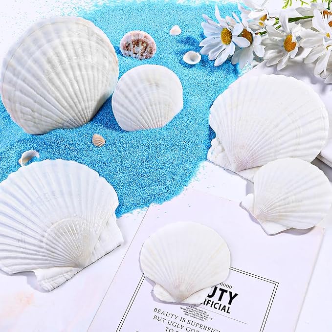YUJUN 18PCS Large Natural Scallop Shells - Image 9