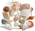 JQAQJU Sea Shells Mixed Beach Seashells 20 Kinds, 1.5"-5.5" Various Sizes Large by JQAQJU