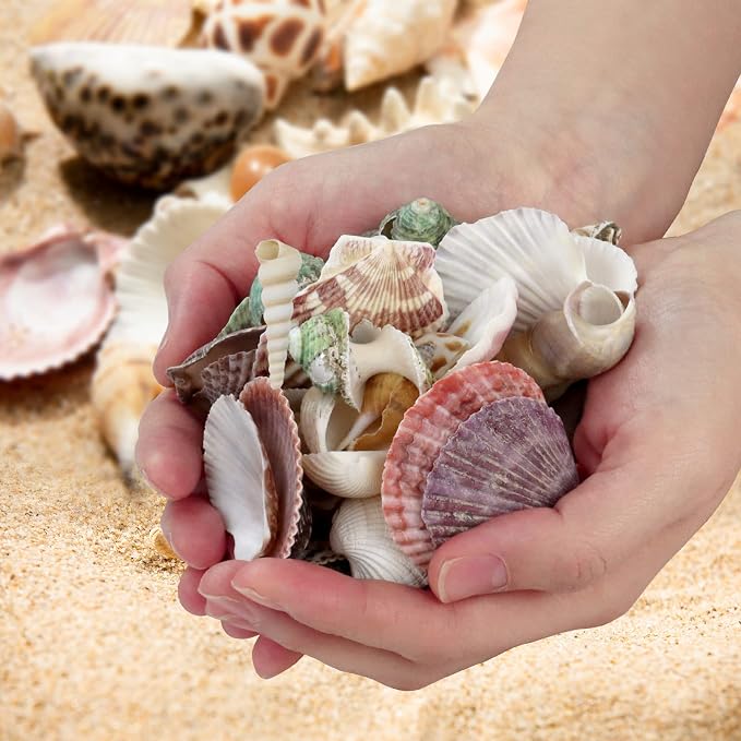 WEOXPR 200 Pcs Sea Shells Bulk Mixed Ocean Beach Seashells - Image 5