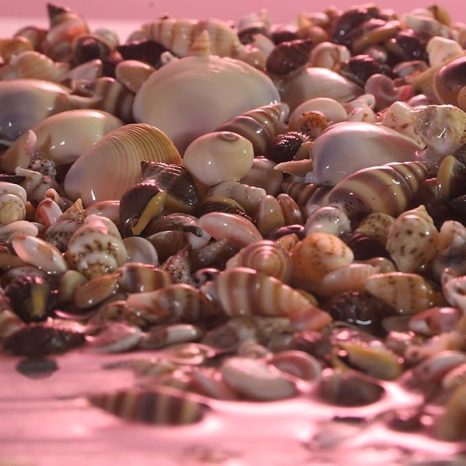 PPCLION 50pcs Tiny Strarfish&2000Pcs Tiny Mini Small Clam Sea Shells - Image 4