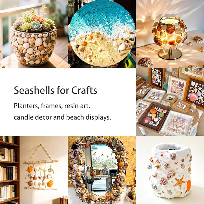 70+ Pcs 16 Kinds Natural Assorted Seashells 1.2"-3.5" - Image 6