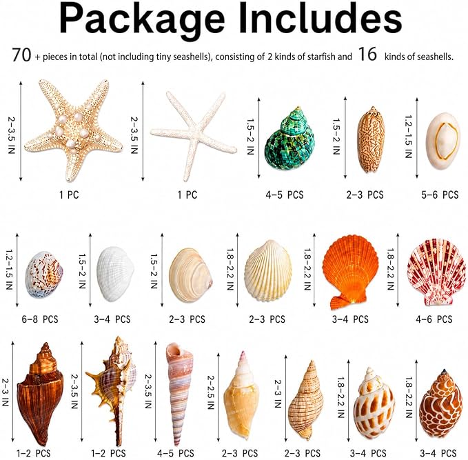 70+ Pcs 16 Kinds Natural Assorted Seashells 1.2"-3.5" - Image 2