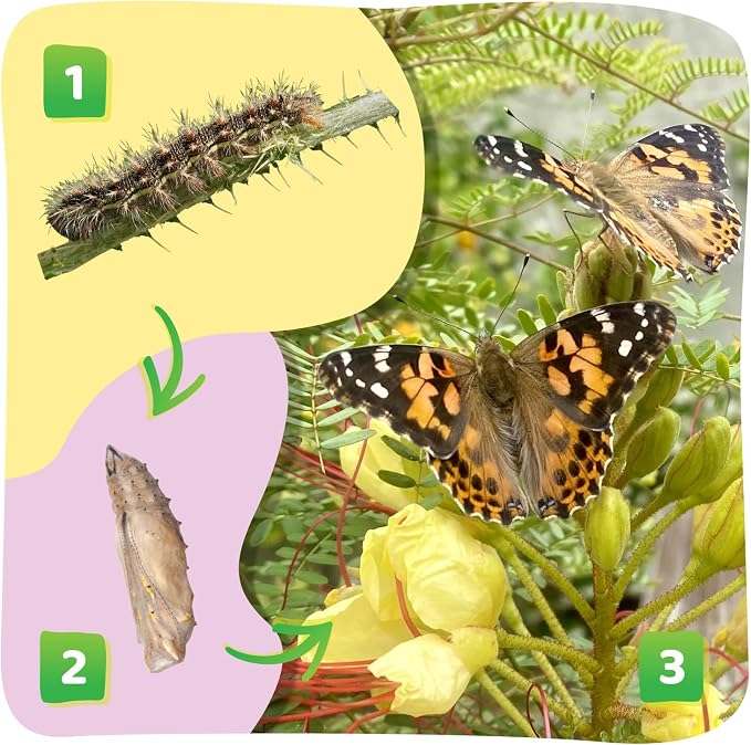 Insect Lore Raise and Release Butterfly Garden Kit – Caterpillar Habitat - Image 4