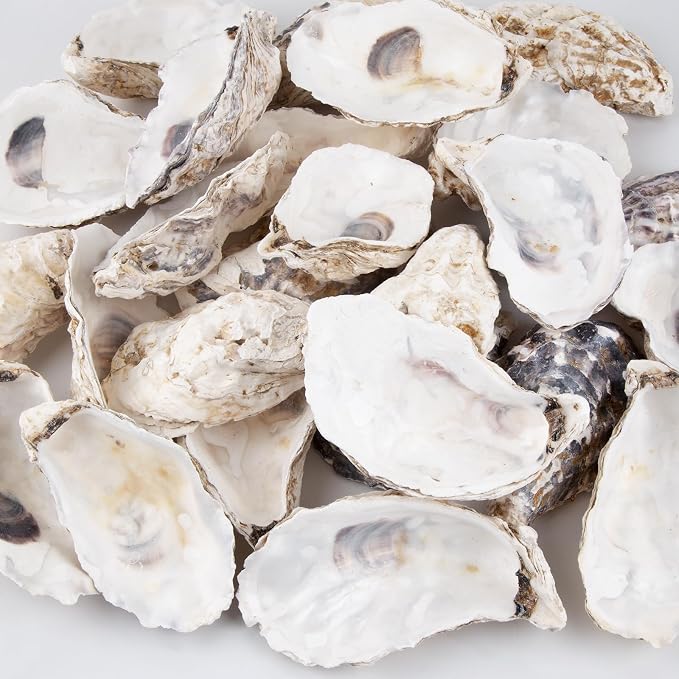 QEQEKAKA 30PCS Oyster Shells Flat & Concave 5"-6" Extra Large Oyster Shells - Image 2