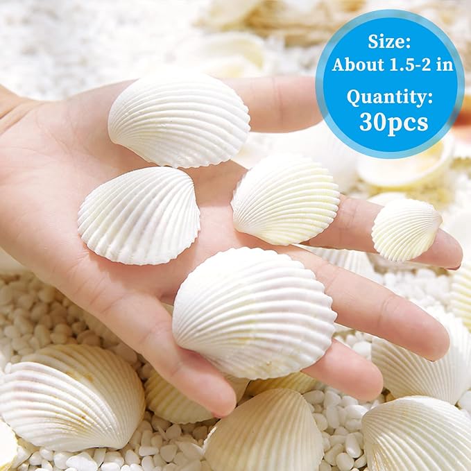QEQEKAKA 30PCS Sea Shells for Crafts1.5''-2'' White Small Seashells Clam - Image 2