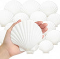 Denking 30 PCS Scallop Shells Mixed Sizes 3–5 Inch Natural White Seashells by Unknown