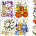 Dried Pressed Flowers by Buzidao