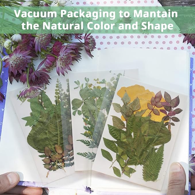 63 Pcs Real Dried Pressed Leaves Natural Assorted Dried Greenery - Image 5