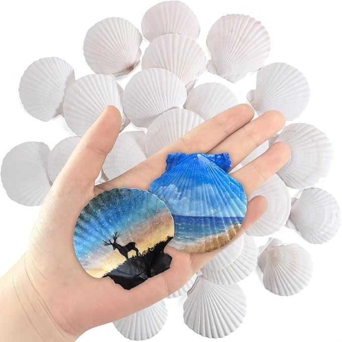 JOTNGDJBN 30 Pcs Natural Scallop Shells 2-3 inch White Seashells by JOTNGDJBN