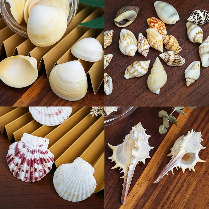 70+ Pcs 16 Kinds Natural Assorted Seashells 1.2"-3.5" - Image 9