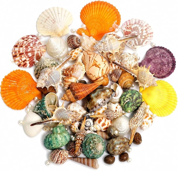 JSPYFITS Sea Shells Mixed Beach Seashells 15 Kinds 1.2"-3.5" Various Sizes by JSPYFITS