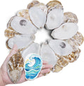 30PCS 3"-4" Flat Oyster Shells, Natural Seashells by DOODLEBEAN