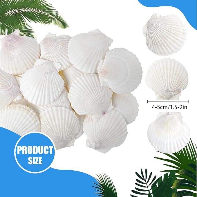 50 PCS Natural Sea Shells 1.6" to 2" White Scallop Shells - Image 2
