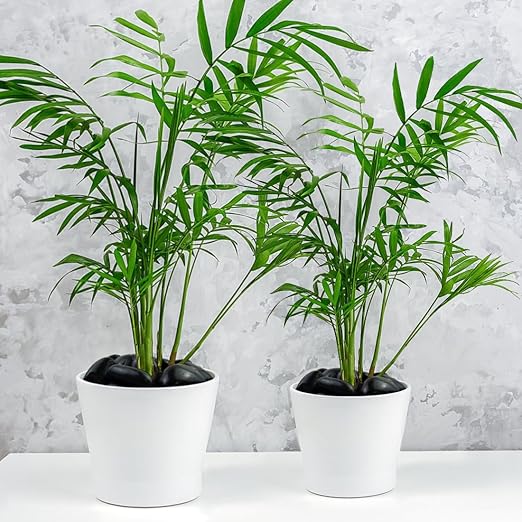 YISZM 10lbs Black Pebbles for Plants, 2-3 Inch High Polished Natural Large - Image 5