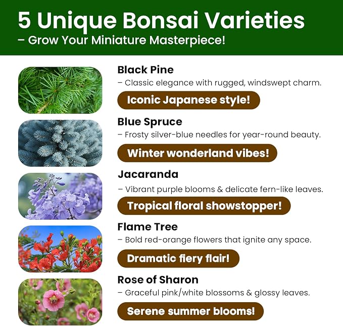 Bonsai Tree Kit for Beginners - Image 3