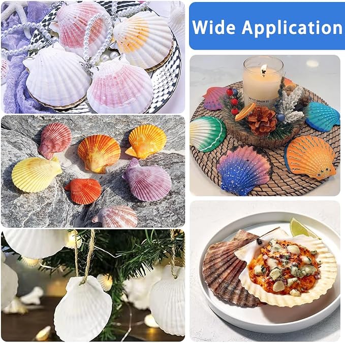 YUJUN 32PCS Natural Scallop Shells - Image 6