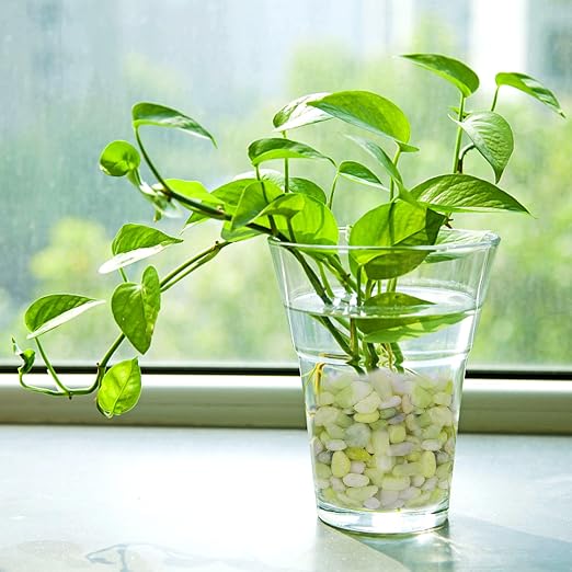 Pulovin 5 lbs Jade Pebbles for Indoor Plants, Decorative Pebbles for Bamboo - Image 6
