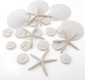 JQAQJU 20PCS Sea Shells for Crafting 3-4", Mini Sand Dollars Starfish Decor for by JQAQJU